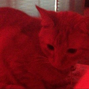 Meet your Posher, Kyeli